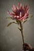 Dekoracyjny kwiat Protea Bloomingville
